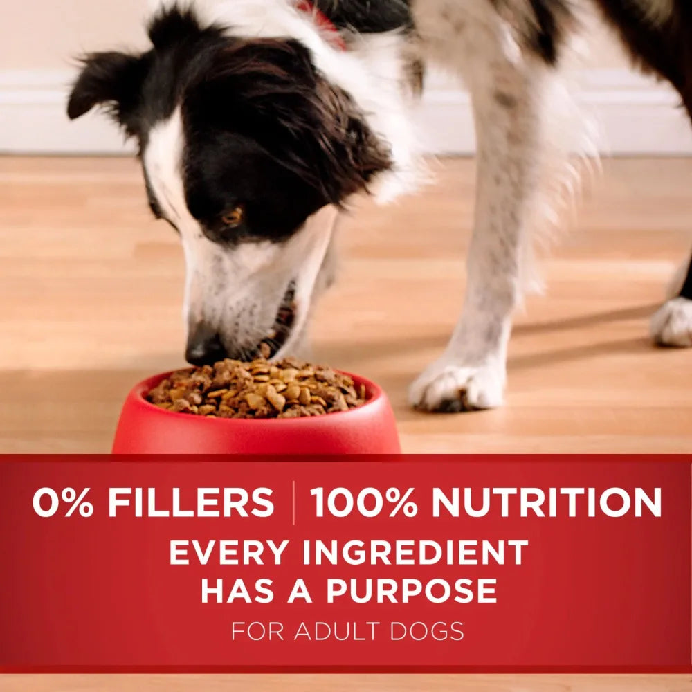 Dog Feeding Dry Dog Food